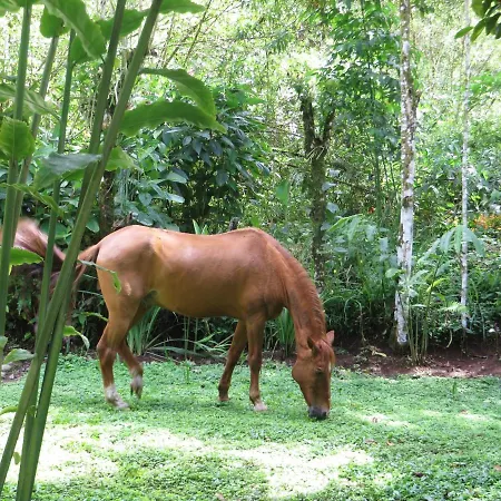 Mindo Eco Chalet Con Rio Y Cascada Exterior photo
