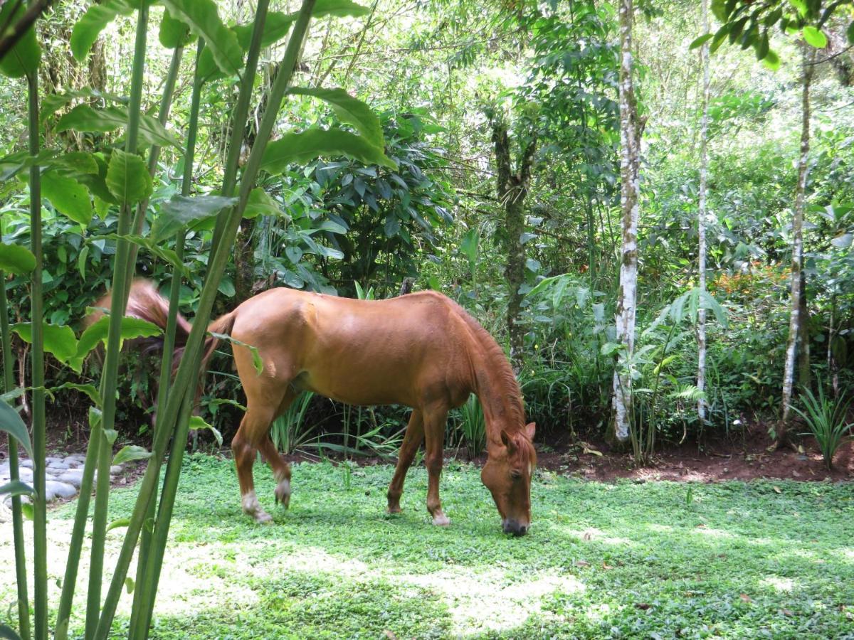 Eco Con Rio Y Cascada Holiday home Mindo